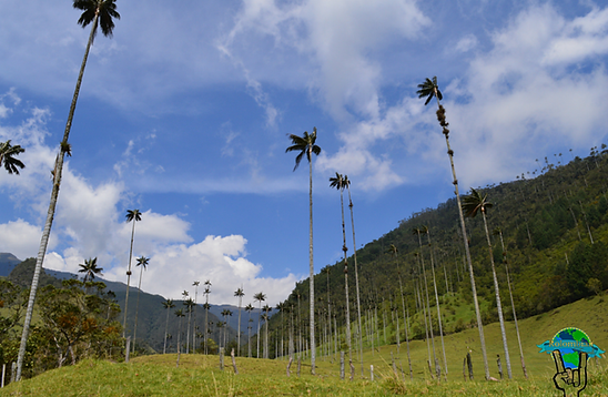 valle del cocora quindio