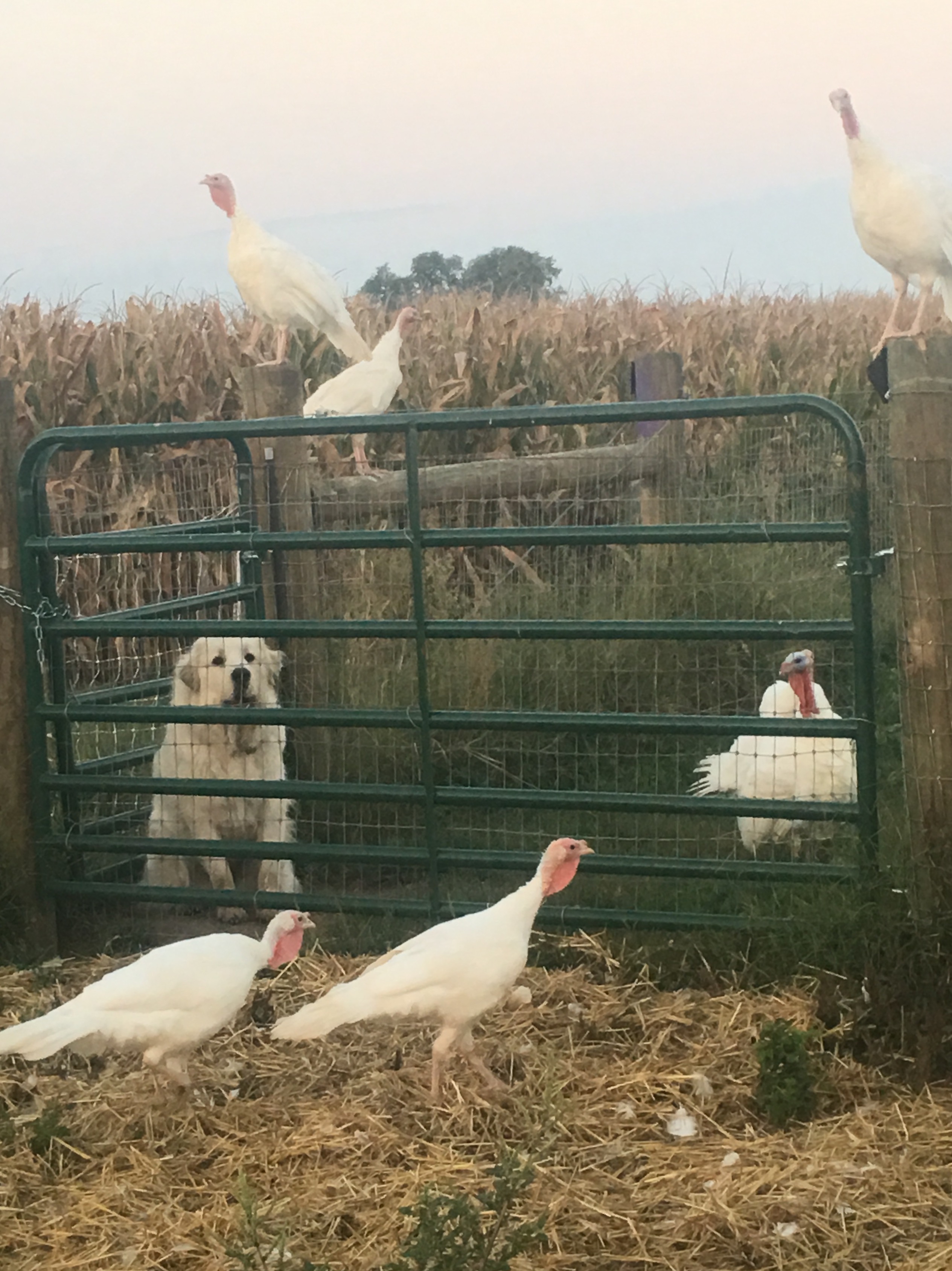 13 Farms Where You Can Purchase A Turkey In Central Illinios
