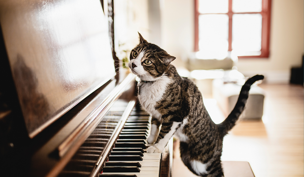 How Music Affects Cats: The Science of Cat Relaxation