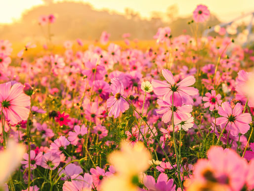 Acupuncture for Seasonal Allergies: A Natural Spring Allergy Solution