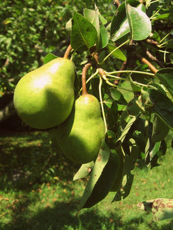 Lessona 200713 (3).jpg