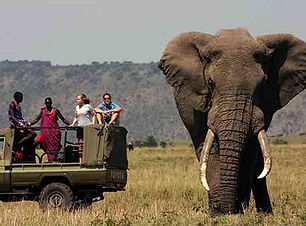 Kenya game drive  1.jpg