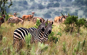 Rwanda Akagera Zebras.jpg