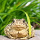 brown and black frog on gray concrete su