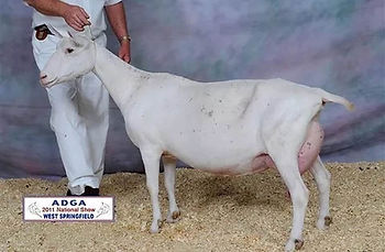 Araby-Farm S.K. Monique 2.jpg