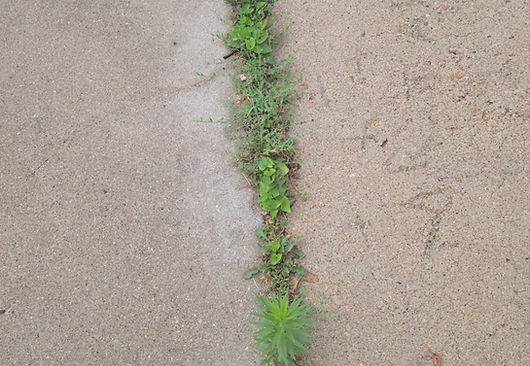 Weeds in joint