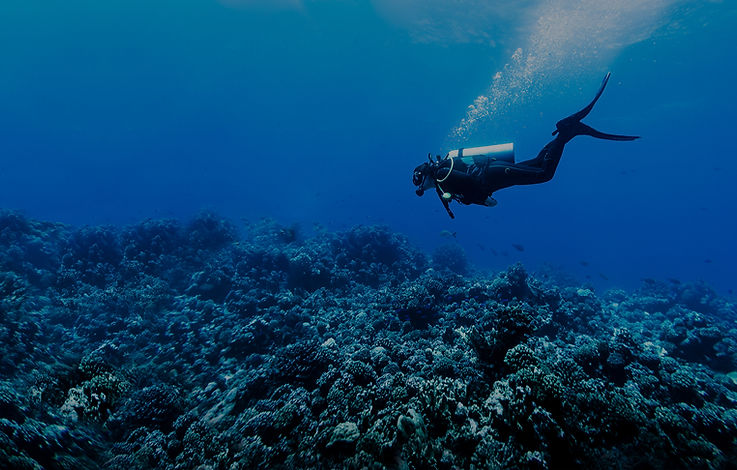 Scuba Diver in Reef_edited.jpg