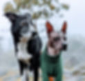 Sage & Sal_edited_edited_edited.jpg