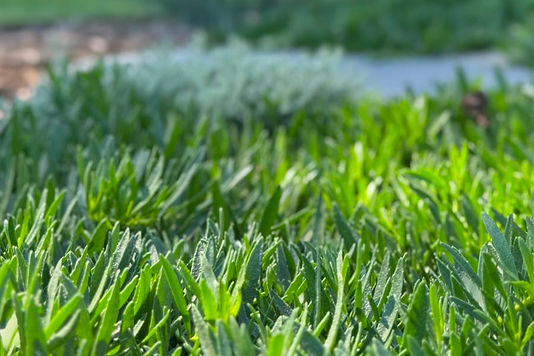 viveash-landscape-design-perth-lawn-steppers_edited.jpg
