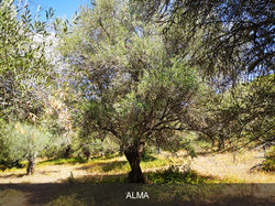 Olivo Alma