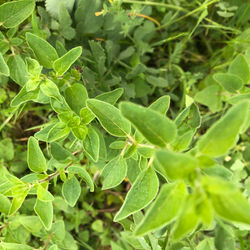 Flora 20