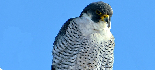 peregrine.jpg