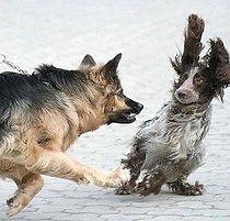 Fight-or-flight.jpeg