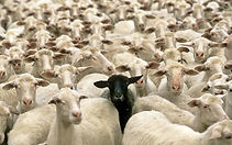 Black-Sheep-1.jpeg