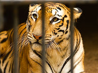 Caged-1.jpg