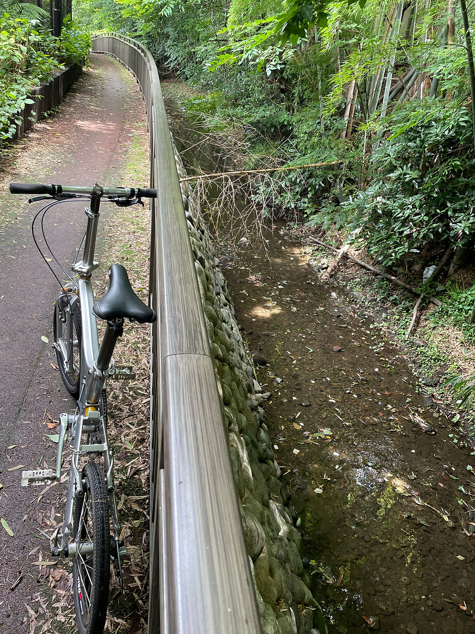 黒目川・さいかちの道