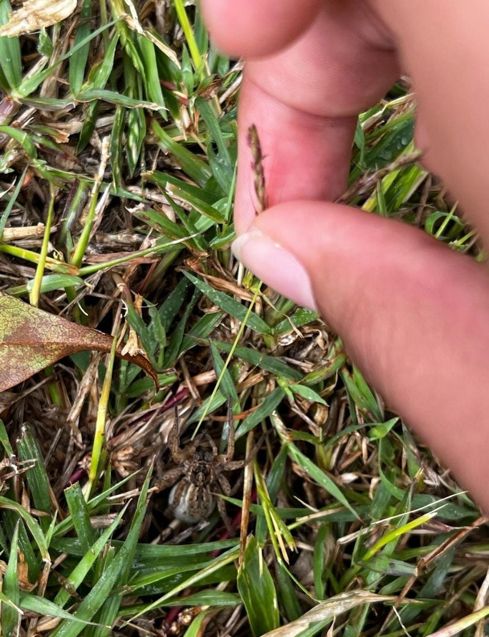 Hogna crispipes _Wolf Spider_