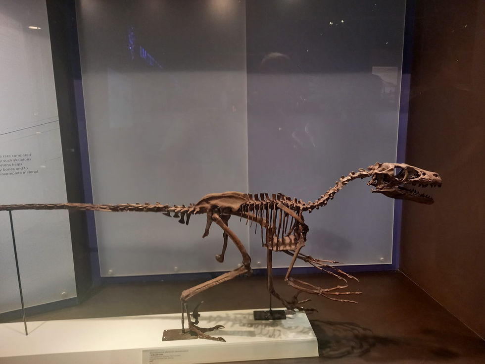 Dromaeosaurus