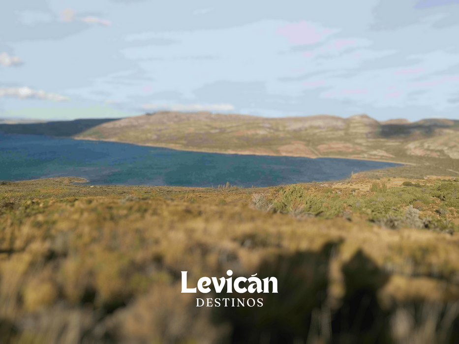 Levicán