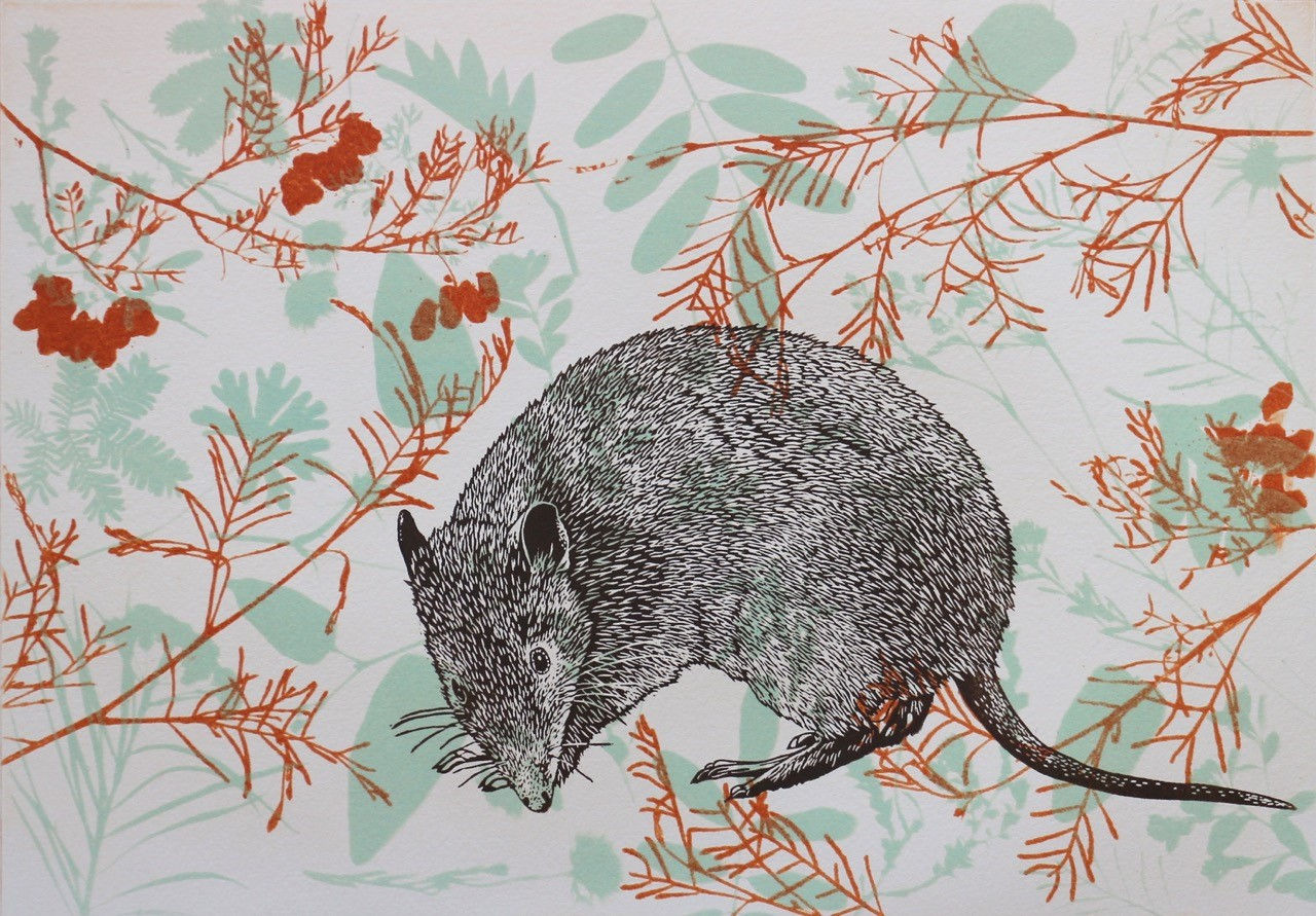 Fenja T. Ringl: Bandicoot amongst the Hop Bush