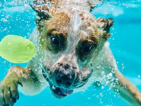 pet friendly Cozumel