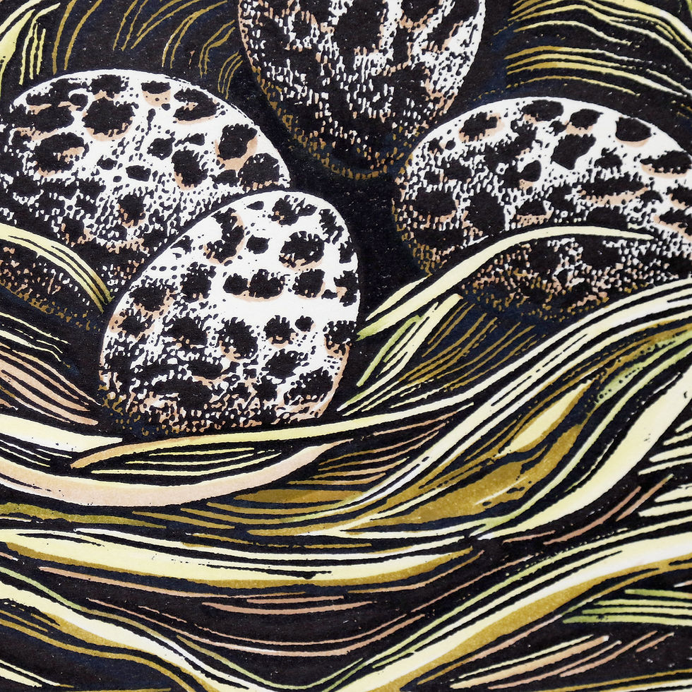 Thumbnail: detail of hand tinted eggs in golden plover nest original woodcut print.