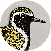 A grey circle containing the face of a Golden Plover bird in black white and yellow.