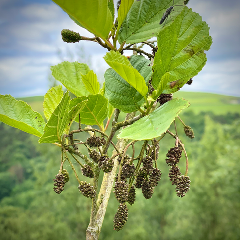 Alder tree branch with green leaves and brown cones.