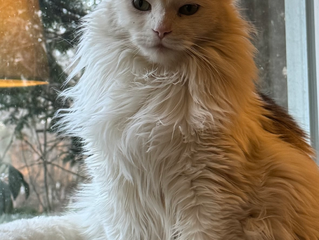 The Cynical Generation