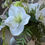 Thumbnail: Hellebore, Guelder Rose and Queen Anne's Lace in a Round Frosted Glass Vase
