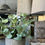 Thumbnail: Mint in a Warm Grey Stone Pot