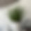 Thumbnail: Aloes in a Grey Stone Pot