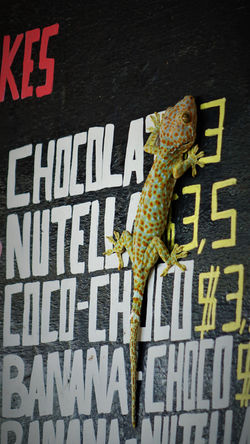 Un gecko plûtot joli