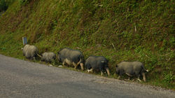 cochon a la queue leu leu 