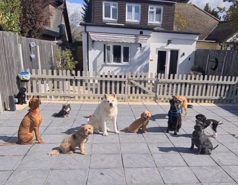 dog training.png