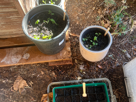 Transplanting the Rocket, planting lettuce, radish seedlings & preparing more soil