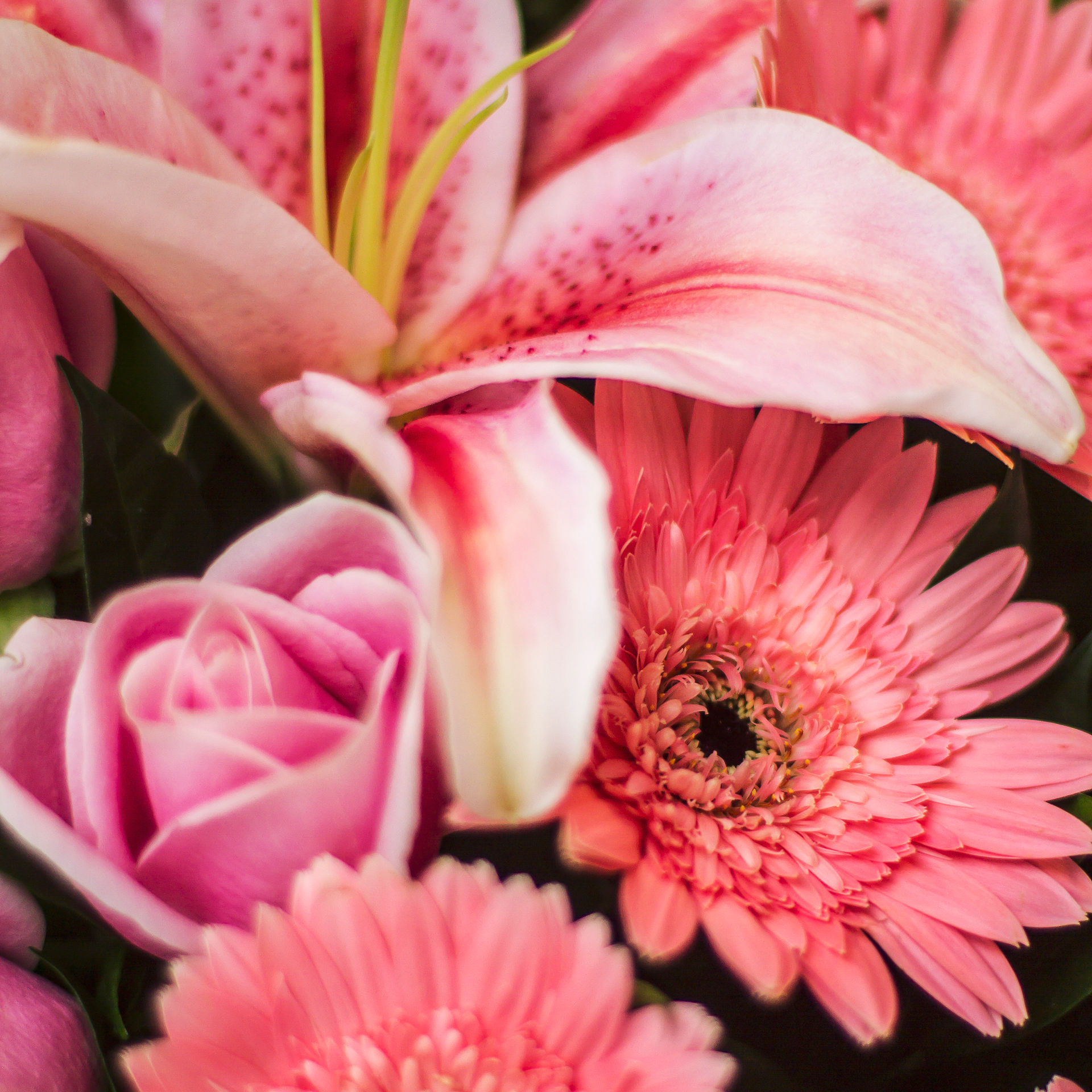 Pink Delight 2