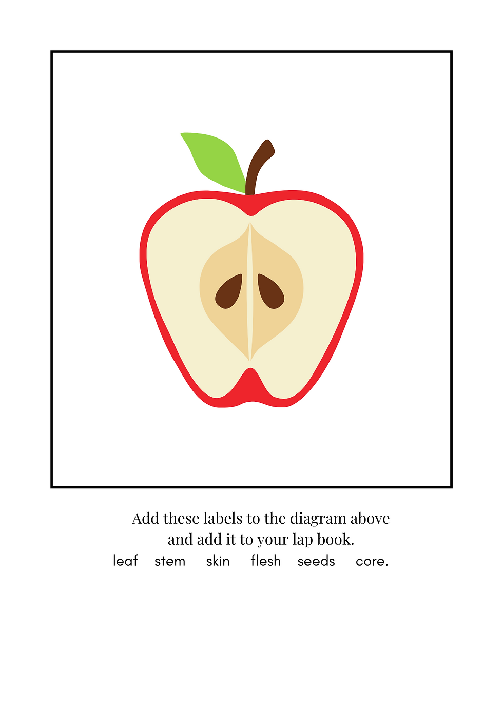 An image of an apple sliced in half.