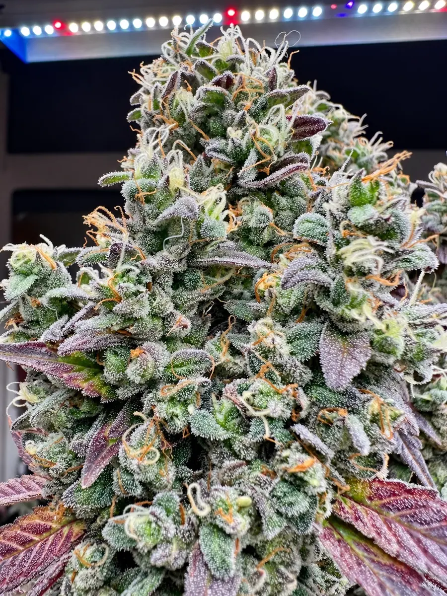 Octopus Runtz collection seed