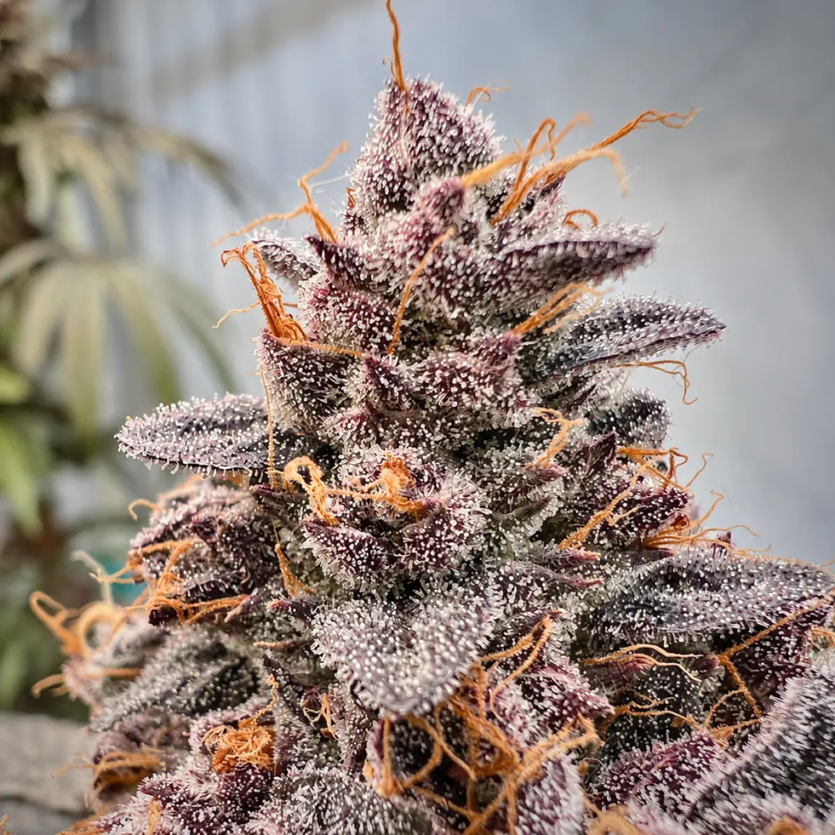 Bubble Runtz collection seed