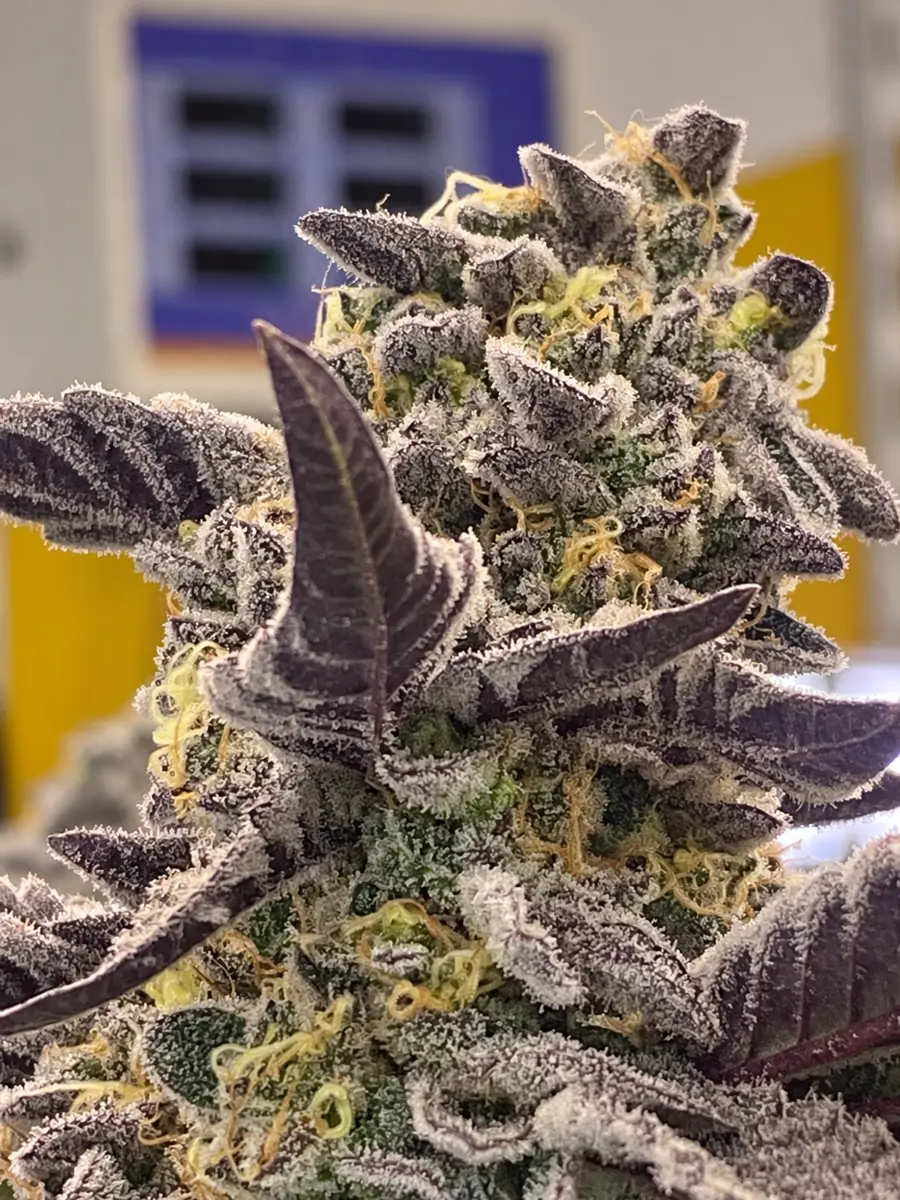 Monster Cream collection seed