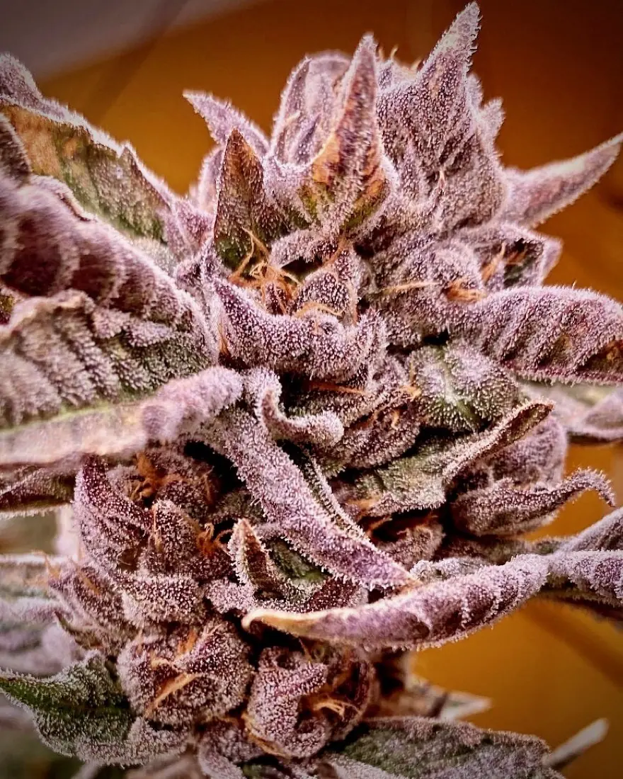 Mintz Runtz collection seed