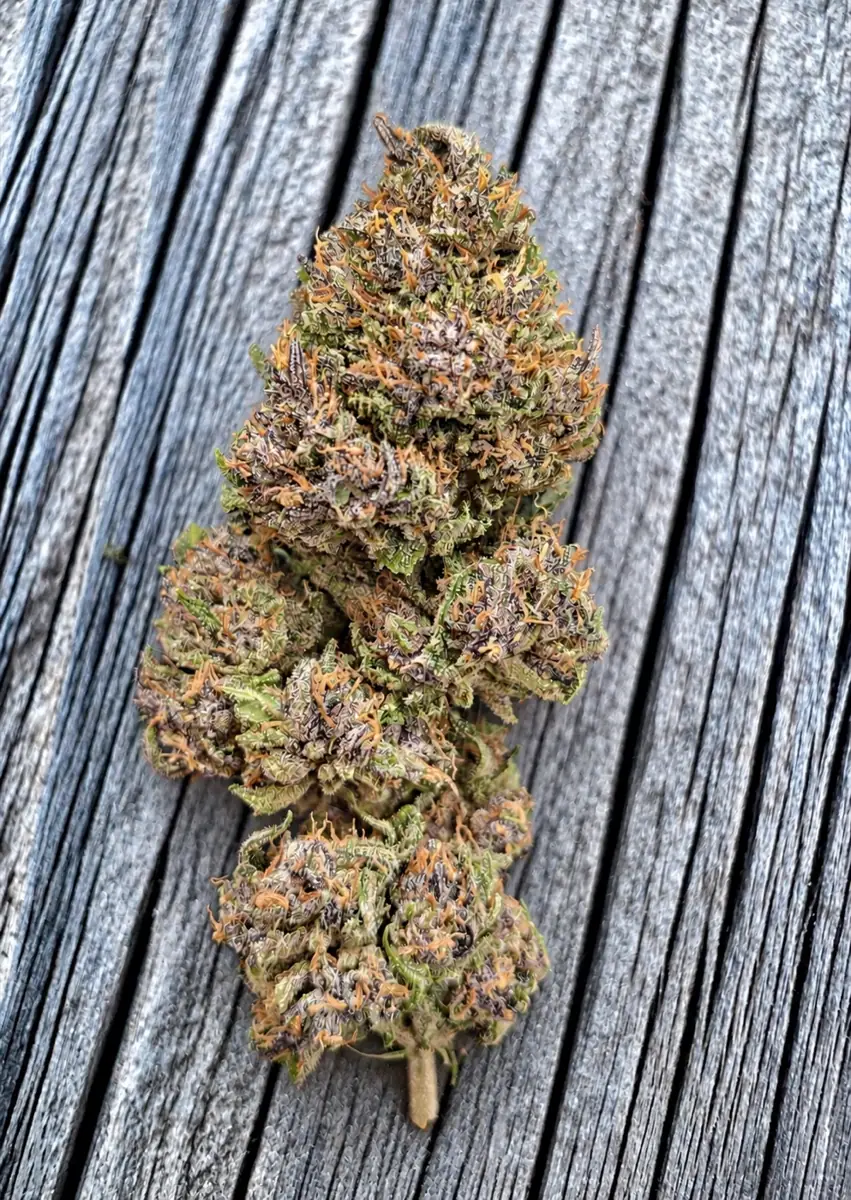 Fleur de CBD Cévennes Punch