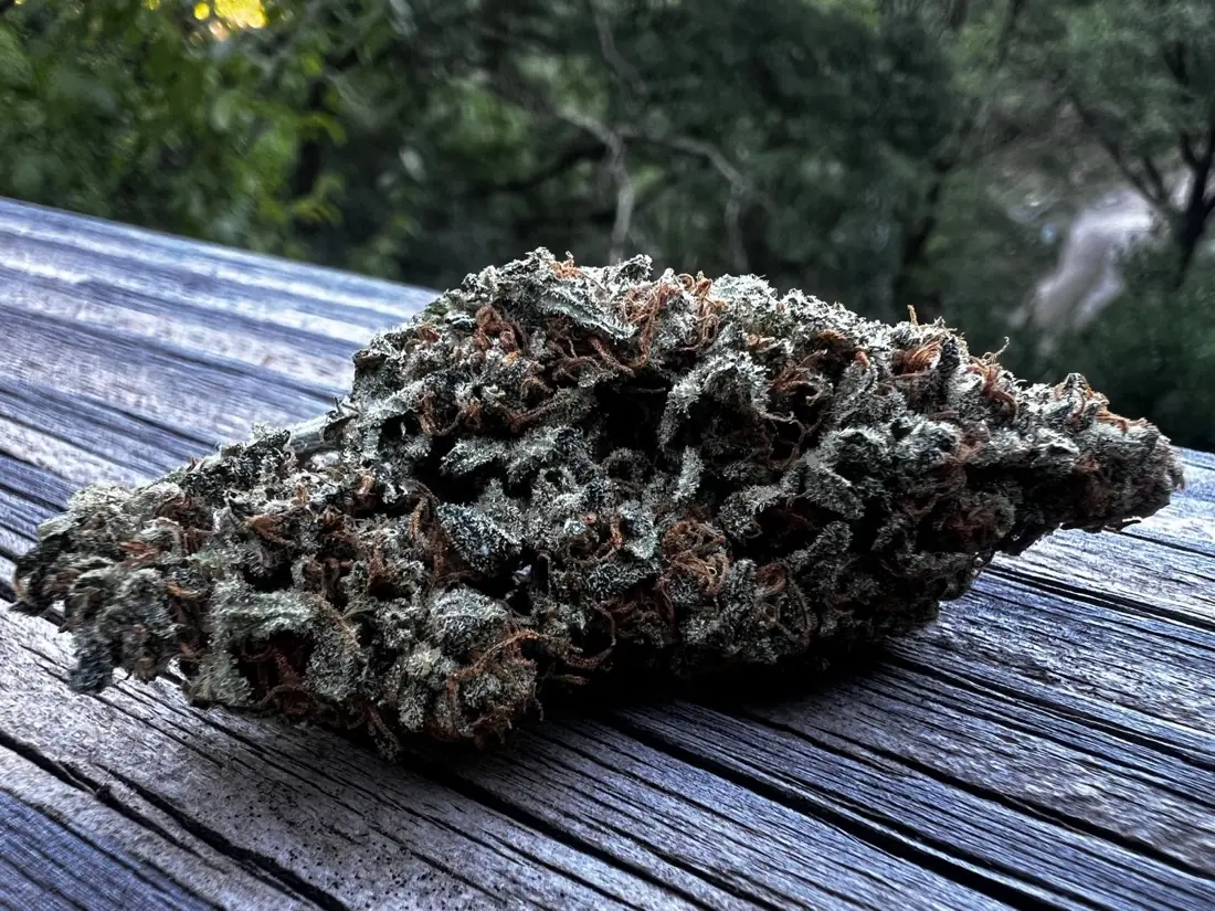 Fleur de CBD Hérault Kush, photo 3
