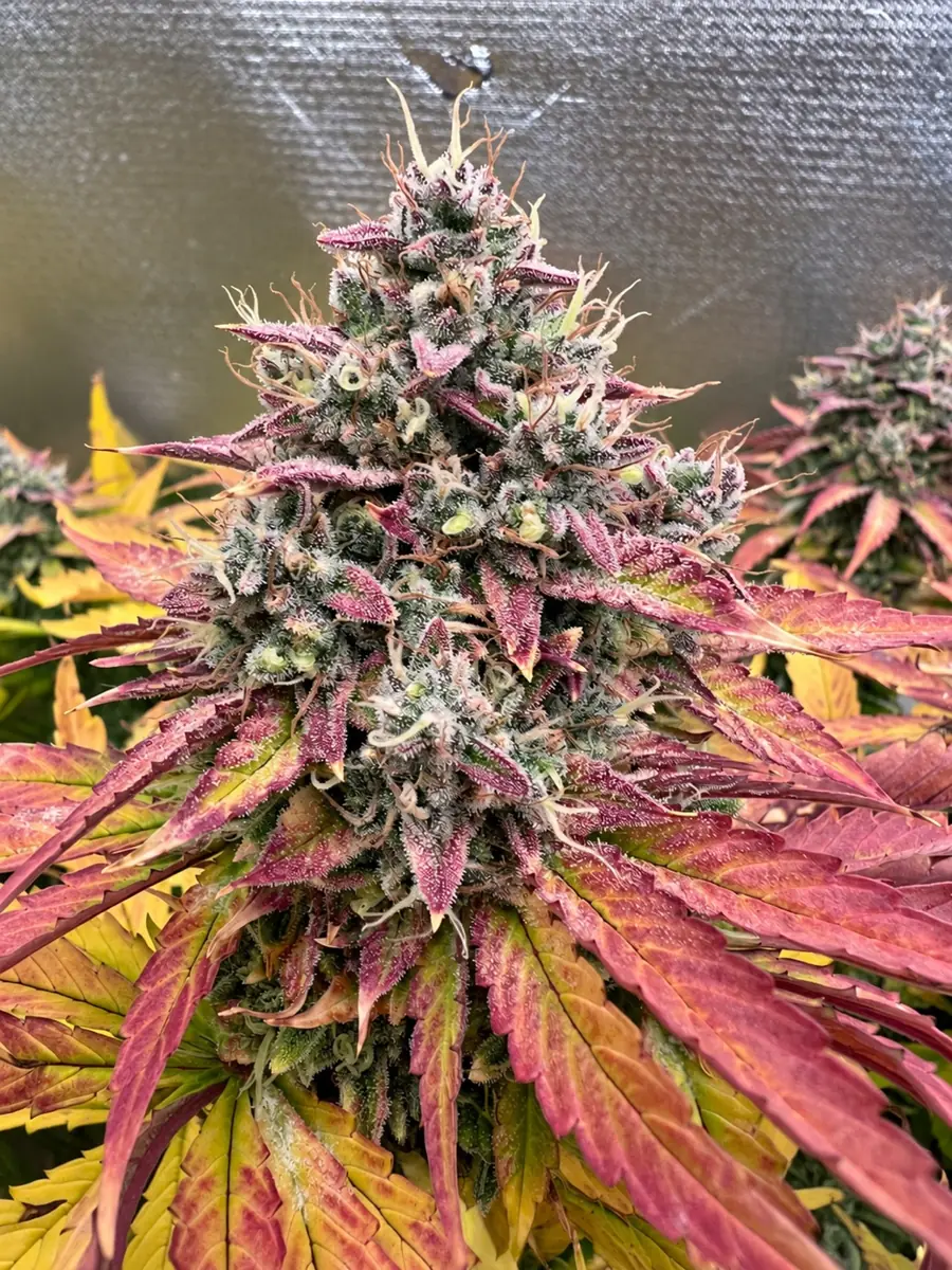 Graine de collection Chem Auto 91