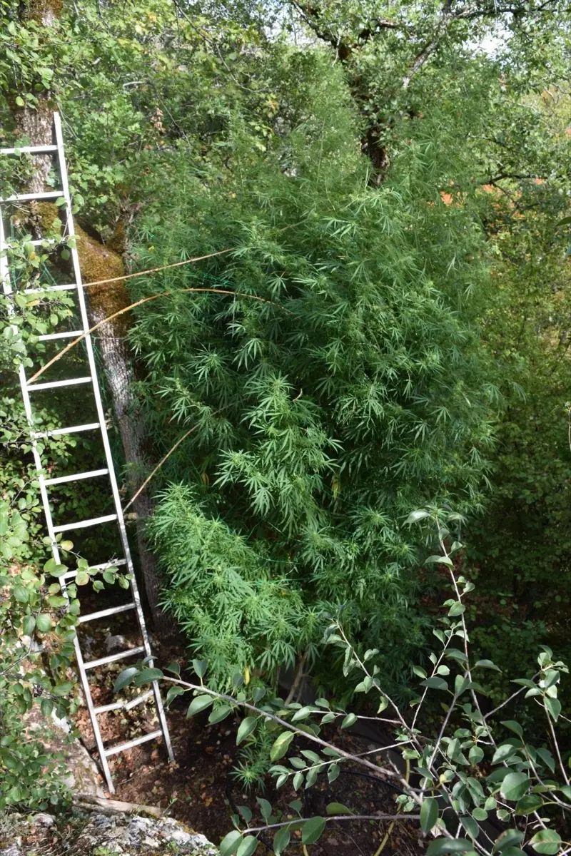 Cannabis plant outside under an arch