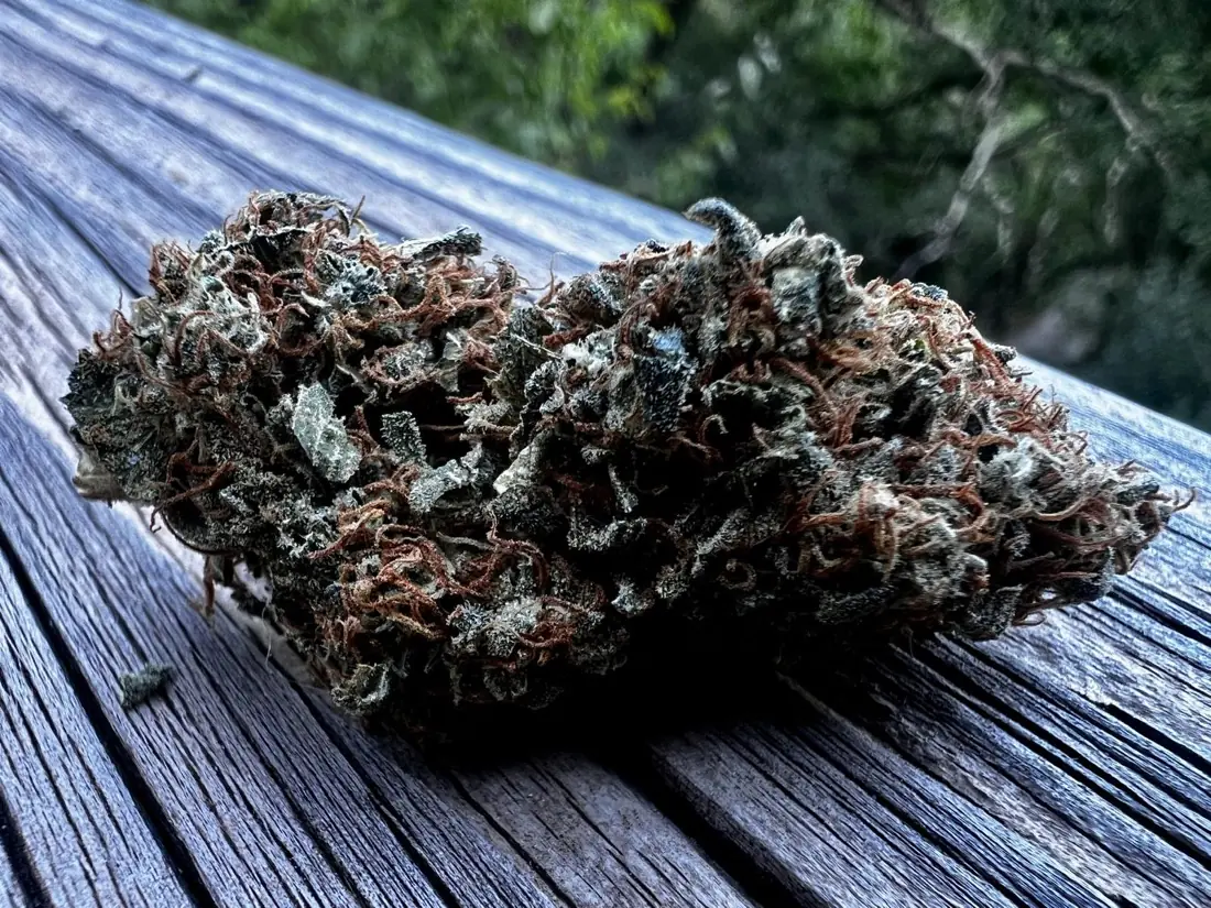 Fleur de CBD Cévennes Punch, photo 3
