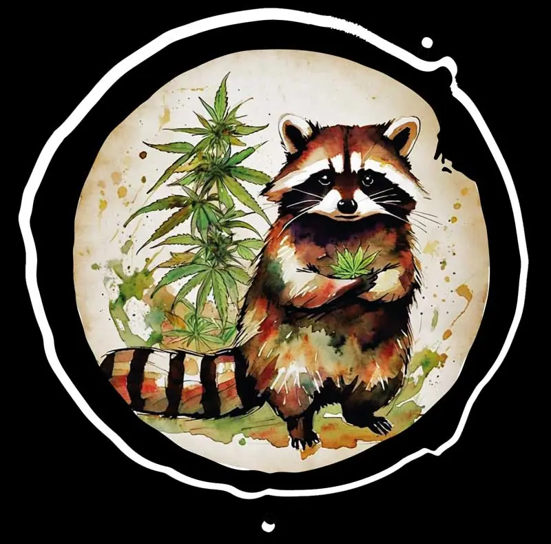 Kushcoon Growshop logo, a raccoon with cannabis plant