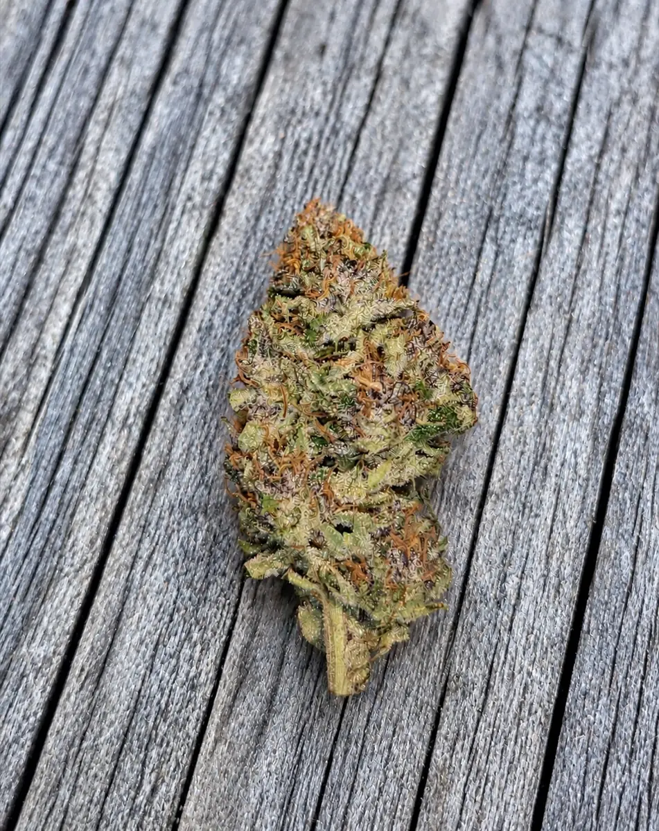 Fleur de CBD Rainbow