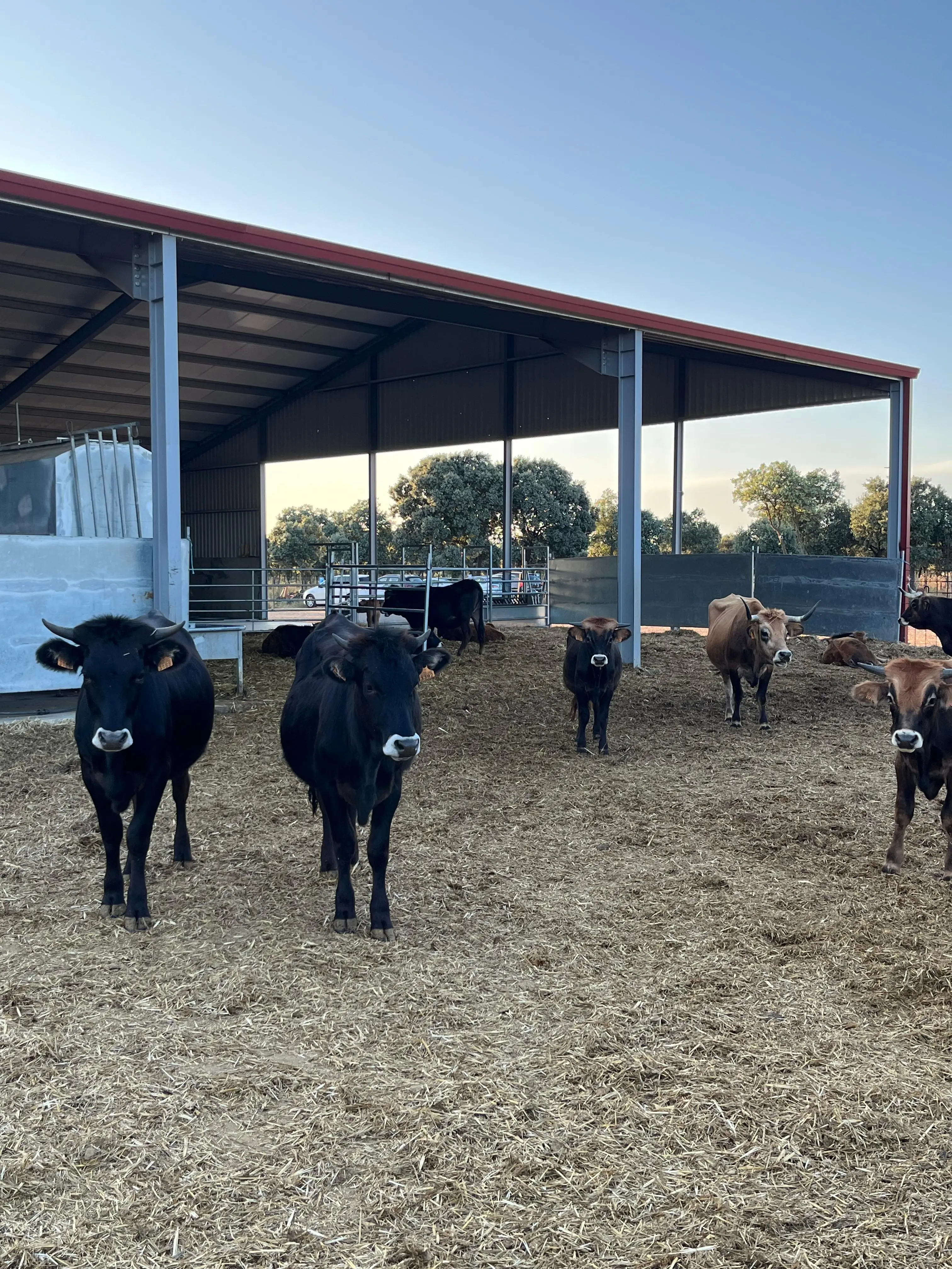 VACA DE BOS TAUROZOS